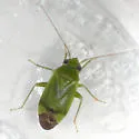 Dichrooscytus repletus