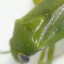 Dichrooscytus repletus - photo 2