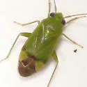 Dichrooscytus repletus - photo 3