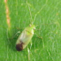 Dichrooscytus repletus - photo 4