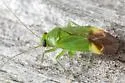 Dichrooscytus repletus - photo 5