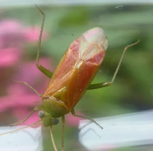 Dichrooscytus rufipennis