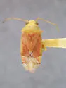 Dichrooscytus suspectus