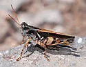 Mexican Dichroplus - photo 2