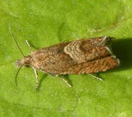 Dichrorampha acuminatana - photo 2