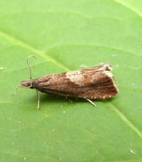 Dichrorampha acuminatana - photo 3