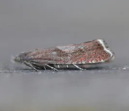 Dichrorampha acuminatana - photo 4