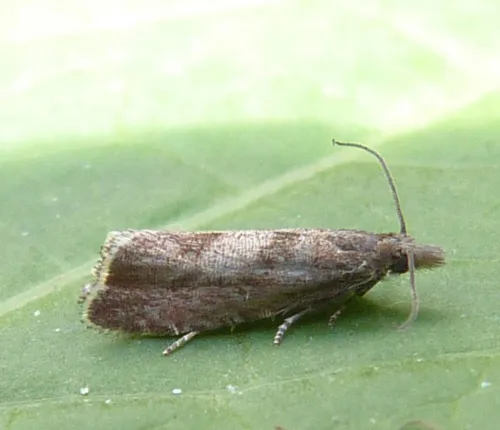 Dichrorampha acuminatana - photo 5