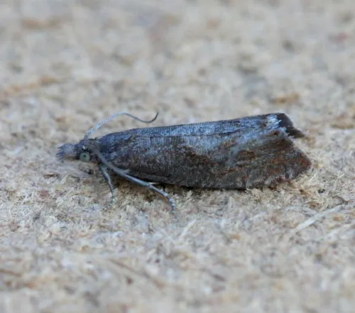 Dichrorampha acuminatana - photo 6