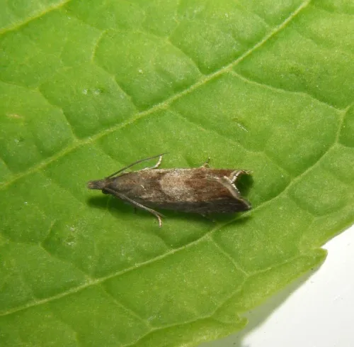 Dichrorampha acuminatana - photo 7