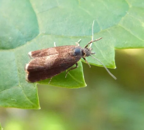 Dichrorampha acuminatana - photo 8