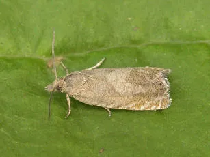 Dichrorampha aeratana