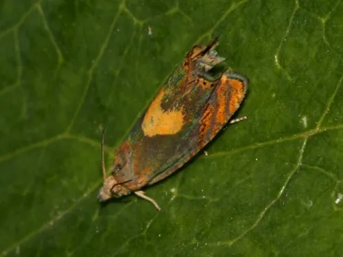 Dichrorampha alpinana