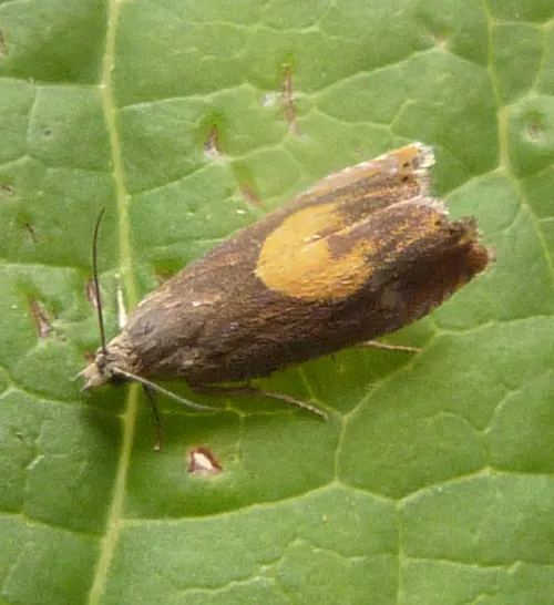 Dichrorampha alpinana - photo 2