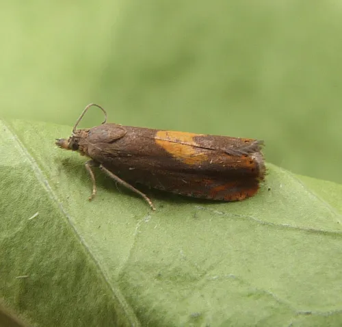 Dichrorampha alpinana - photo 3