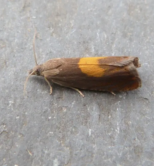 Dichrorampha alpinana - photo 4