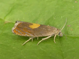 Dichrorampha alpinana - photo 5