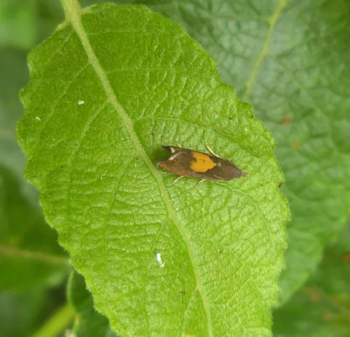 Dichrorampha alpinana - photo 6