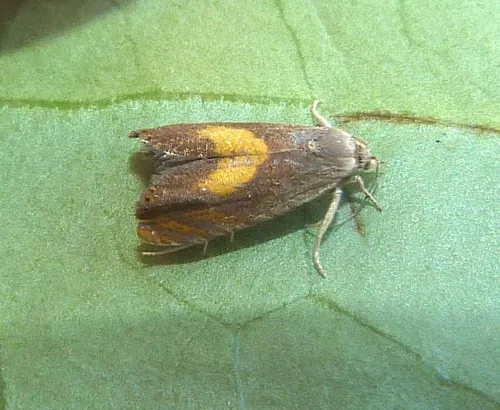 Dichrorampha alpinana - photo 8
