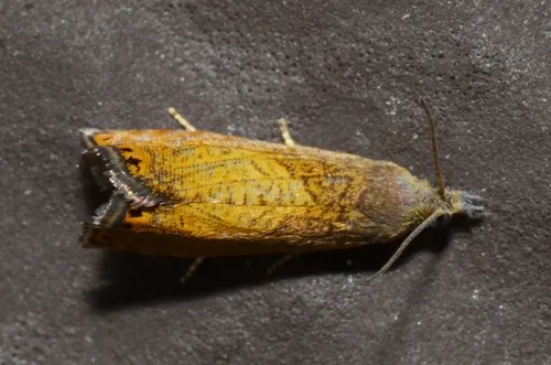 Dichrorampha bittana - Hodges#3406
