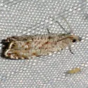 Dichrorampha broui - Hodges#3414.3