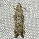 Dichrorampha broui - Hodges#3414.3 - photo 2