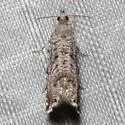 Dichrorampha broui - Hodges#3414.3 - photo 4