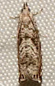 Dichrorampha broui - Hodges#3414.3 - photo 5