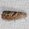 Dichrorampha caribe - Hodges#3414.21