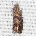 Dichrorampha caribe - Hodges#3414.21 - photo 2