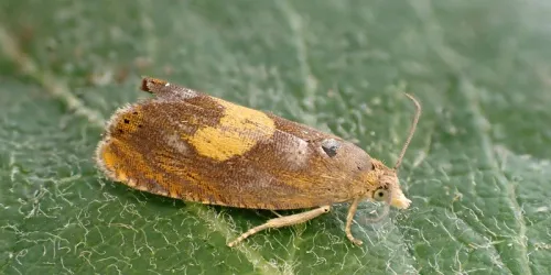 Dichrorampha flavidorsana