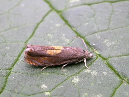 Dichrorampha flavidorsana - photo 2