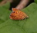 Dichrorampha flinti - Hodges#3414.8