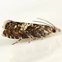 Dichrorampha incanana - Hodges#3407