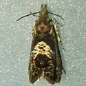 Dichrorampha incanana - Hodges#3407 - photo 2