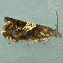 Dichrorampha incanana - Hodges#3407 - photo 3