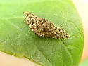 Dichrorampha leopardana - Hodges#3414
