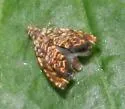 Dichrorampha leopardana - Hodges#3414 - photo 2