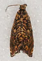 Dichrorampha leopardana - Hodges#3414 - photo 5