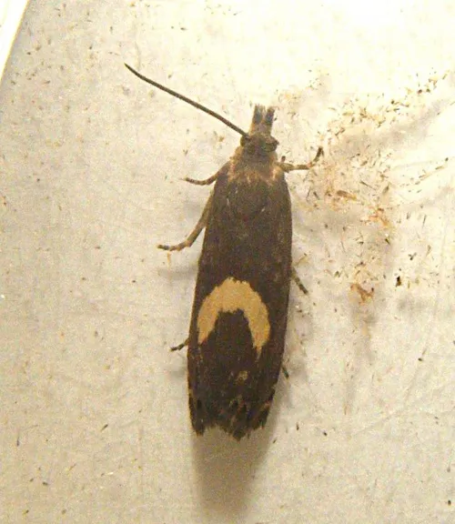 Dichrorampha petiverella - Dichrorampha petiverella