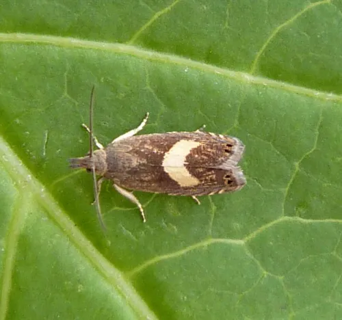 Dichrorampha petiverella - photo 2