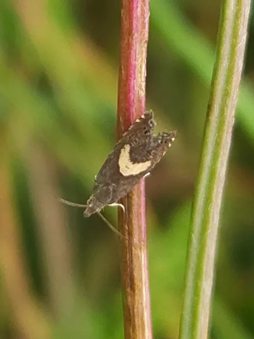 Dichrorampha petiverella - photo 3