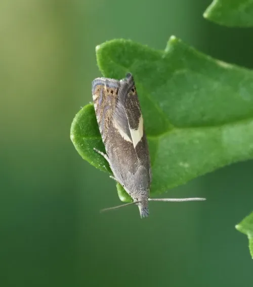 Dichrorampha petiverella - photo 4