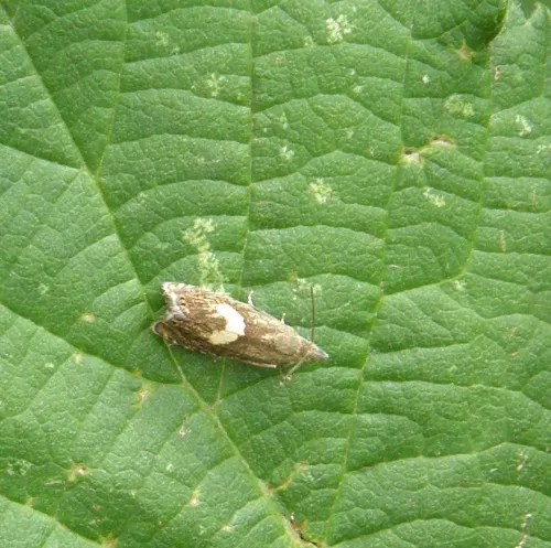 Dichrorampha petiverella - photo 5