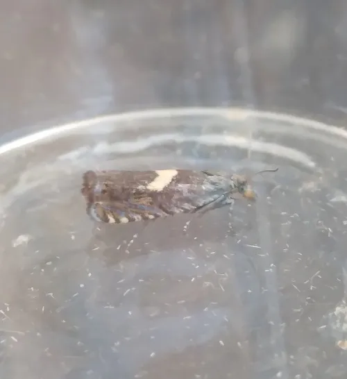 Dichrorampha petiverella - photo 6