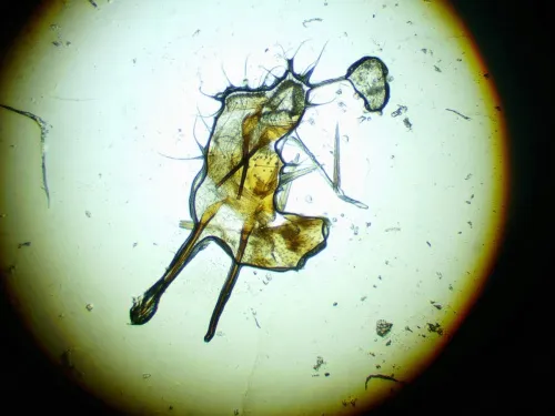 Dichrorampha petiverella - photo 7