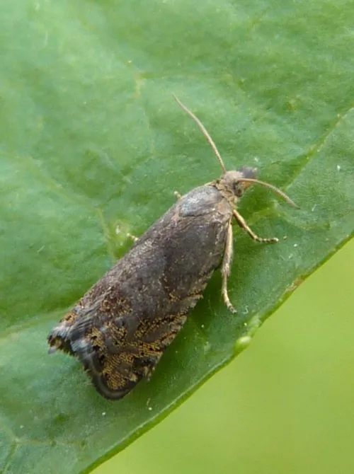Dichrorampha plumbana - Dichrorampha plumbana