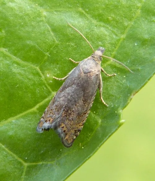 Dichrorampha plumbana - photo 2
