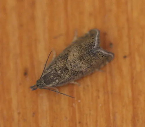Dichrorampha plumbana - photo 3