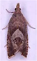 Dichrorampha radicicolana - Hodges#3409